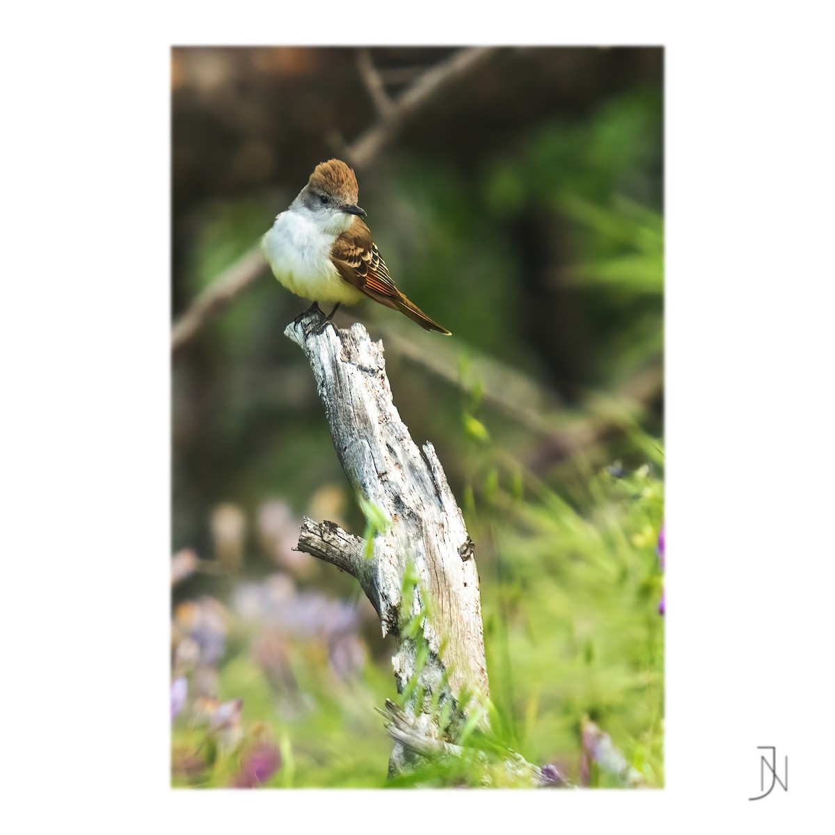 Ash-throated Flycatcher - ML439932421