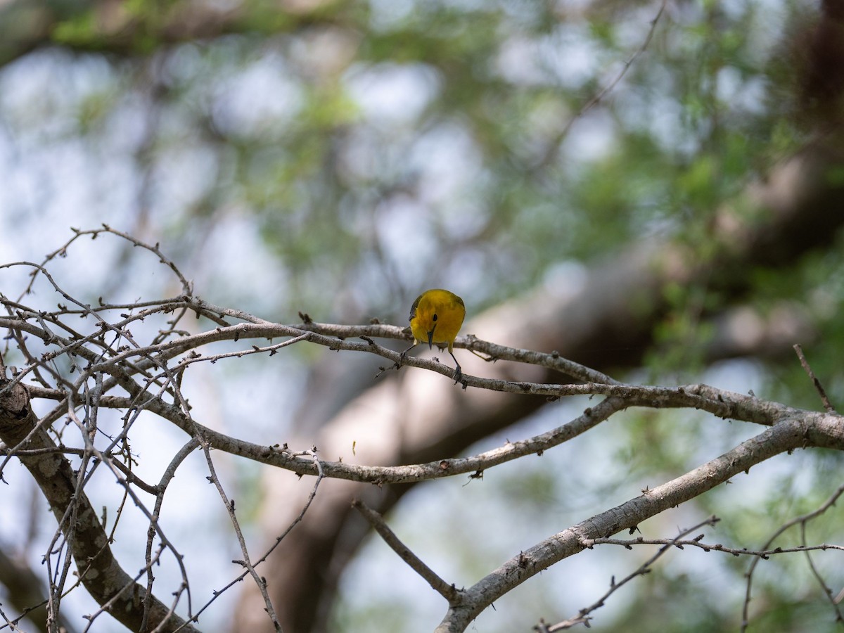 Prothonotary Warbler - Samuel Hayden