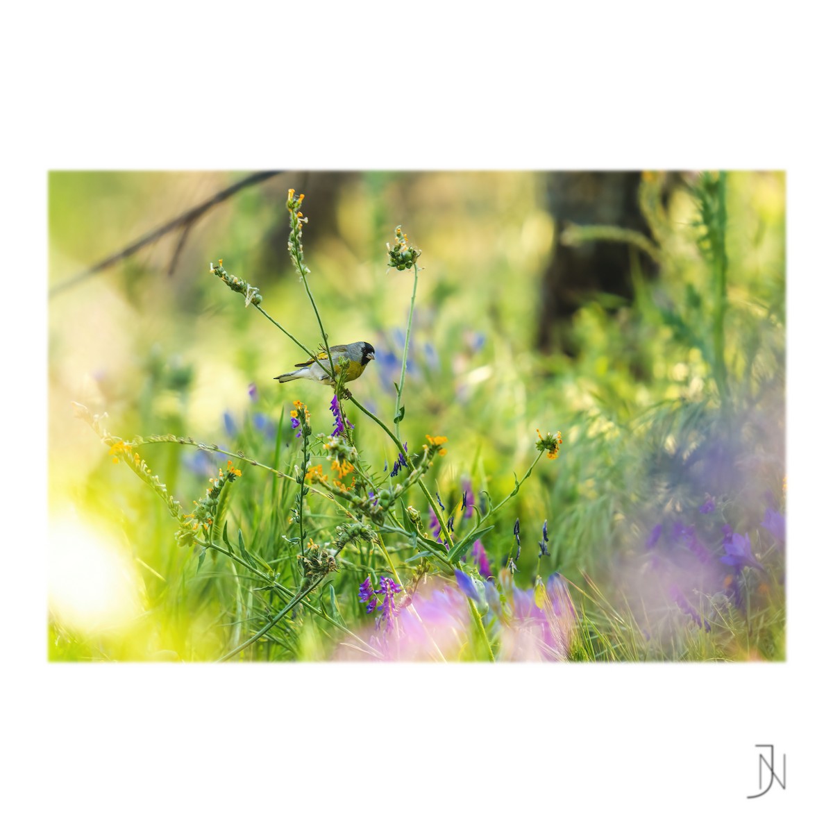 Lawrence's Goldfinch - ML439932501