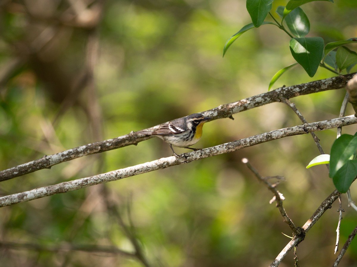Yellow-throated Warbler - Samuel Hayden