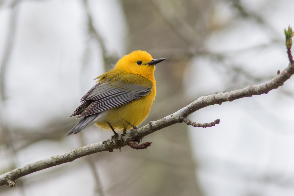 Prothonotary Warbler - Jesse Amesbury