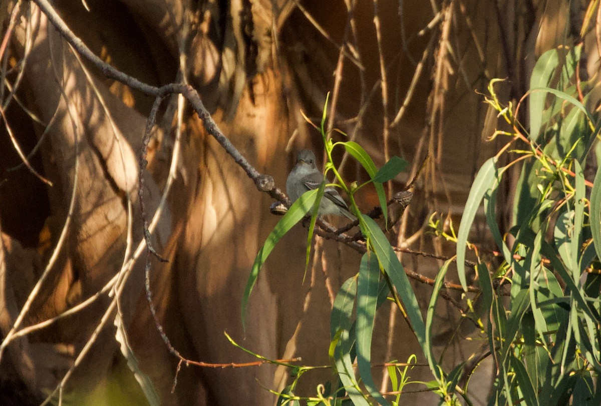 Gray Flycatcher - ML439934021