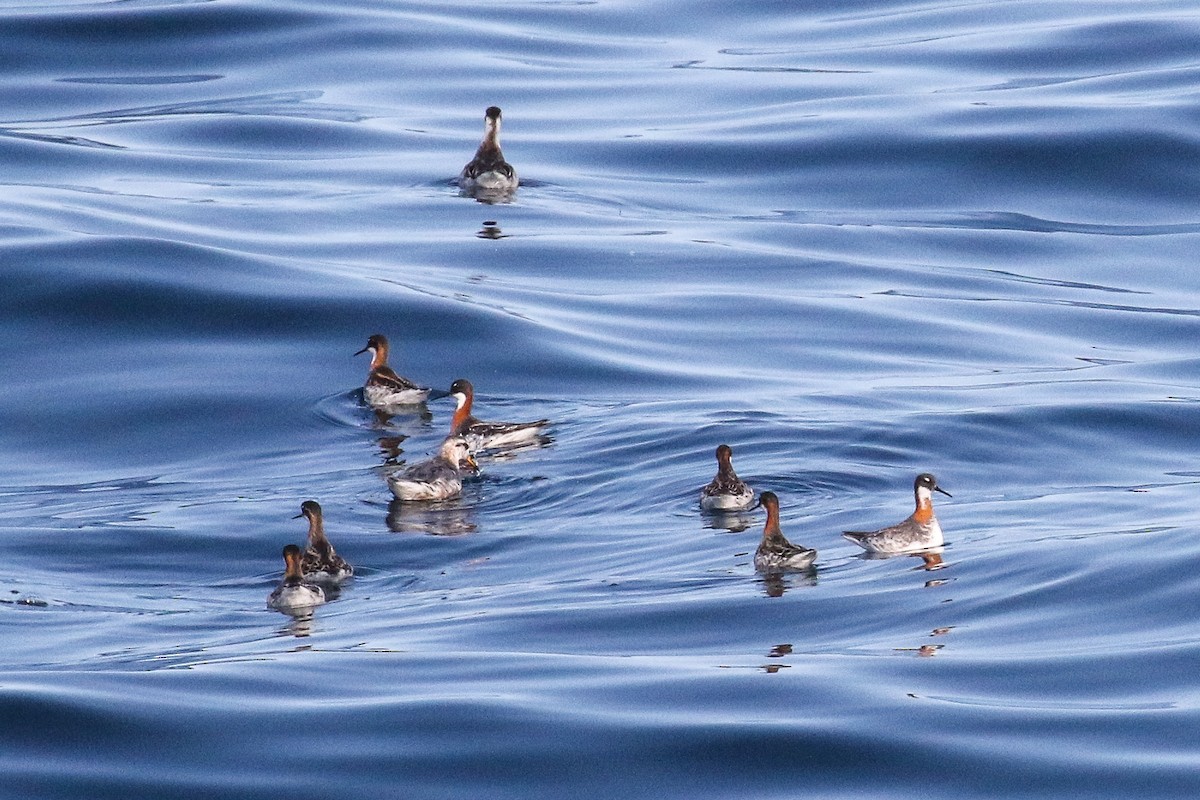 Red-necked Phalarope - ML439934101