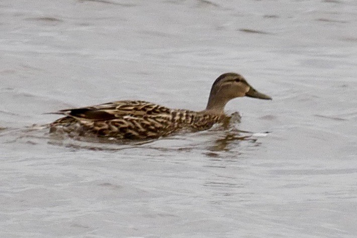 Blue-winged Teal - Robert Huxley