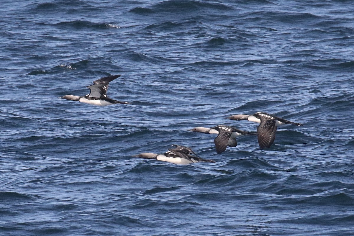 Pacific Loon - Victor Stoll