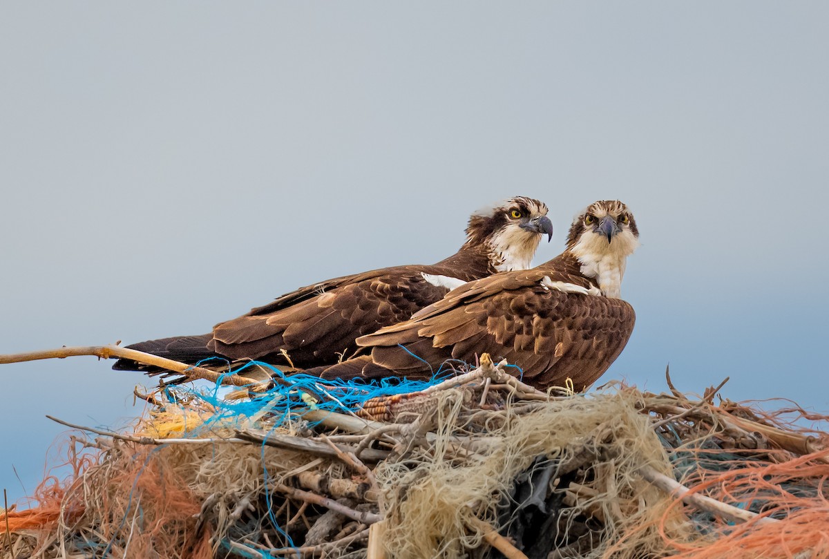 Águila Pescadora - ML439936191