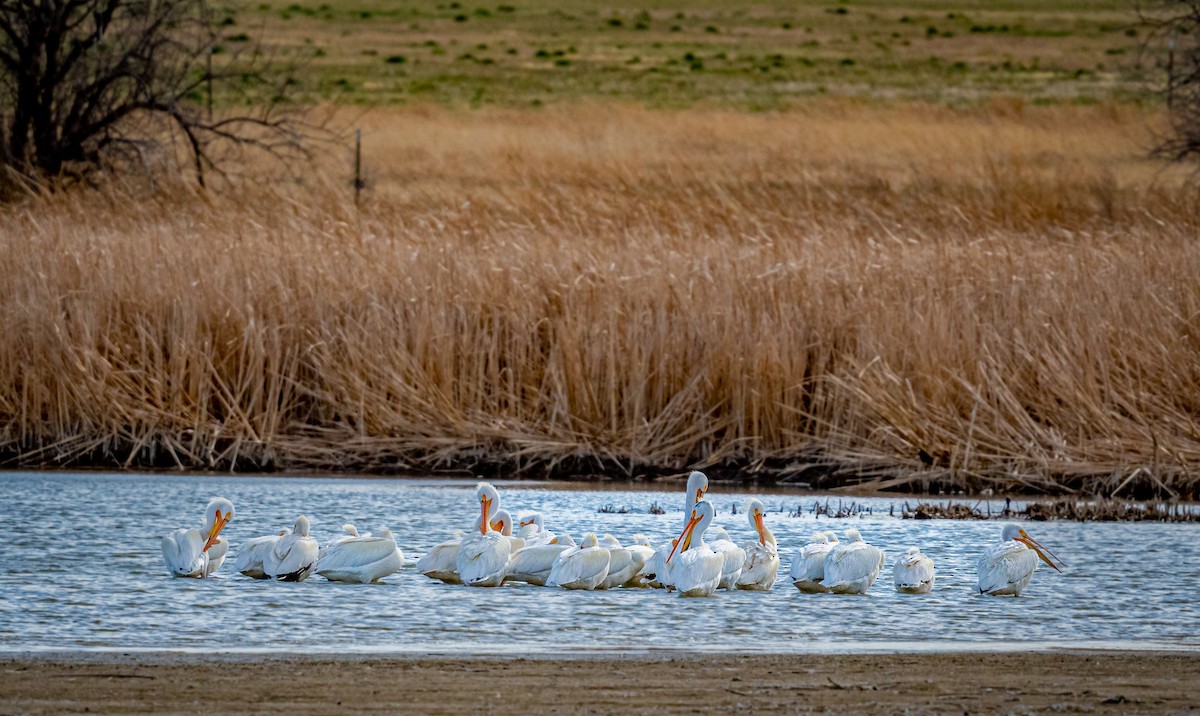 American White Pelican - ML439936331