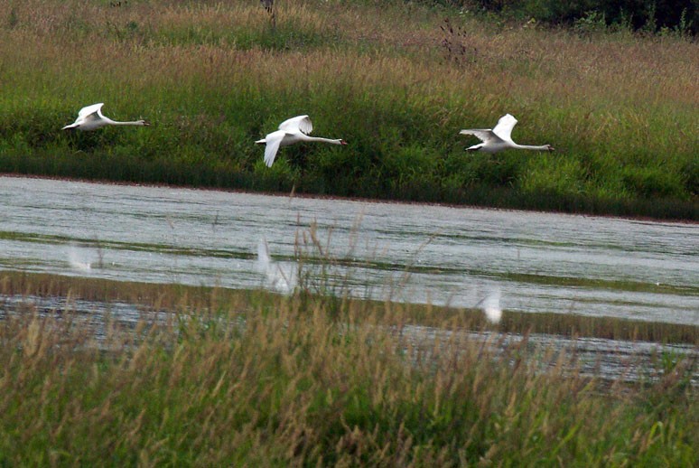 Cygne tuberculé - ML43993721