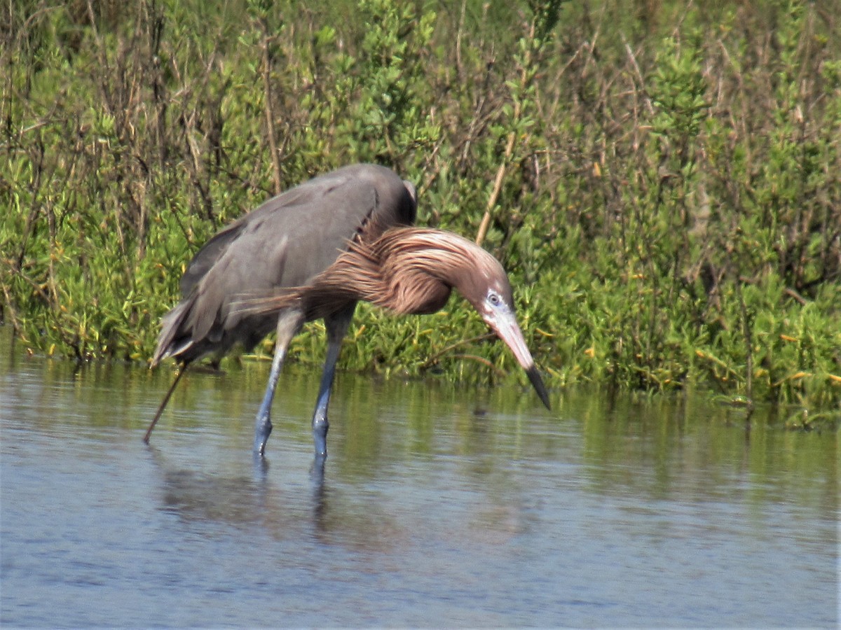 Reddish Egret - Jean  Solana