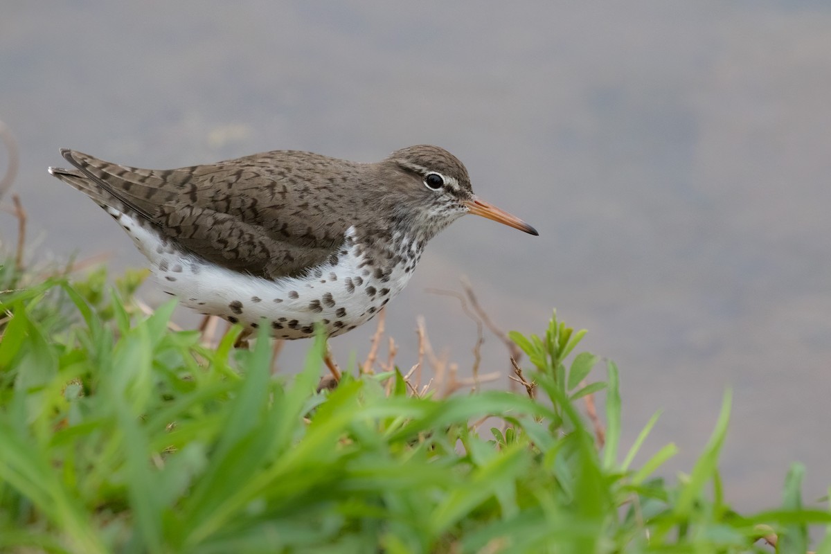 Spotted Sandpiper - ML439939491