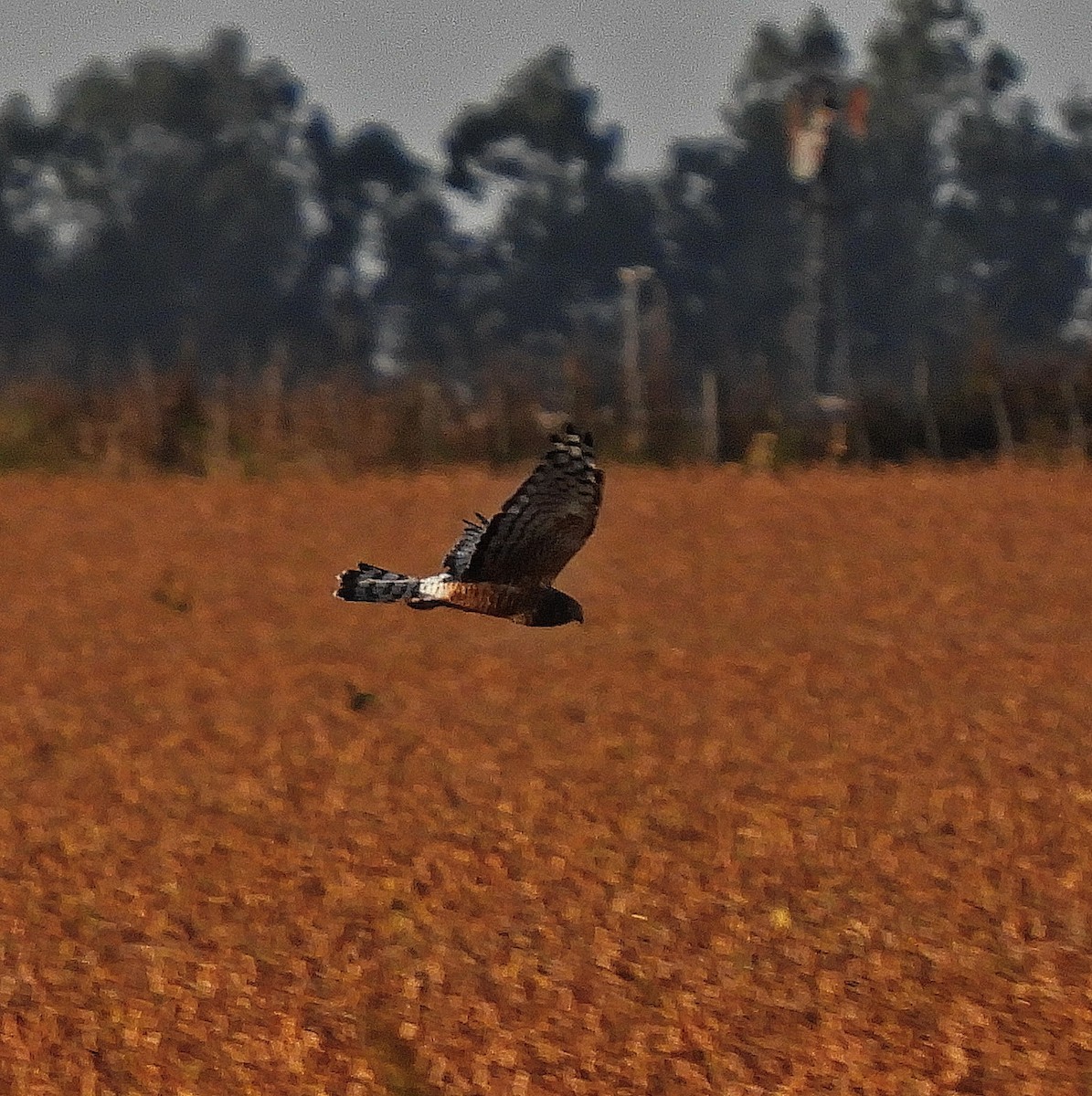 Cinereous Harrier - José Fissore