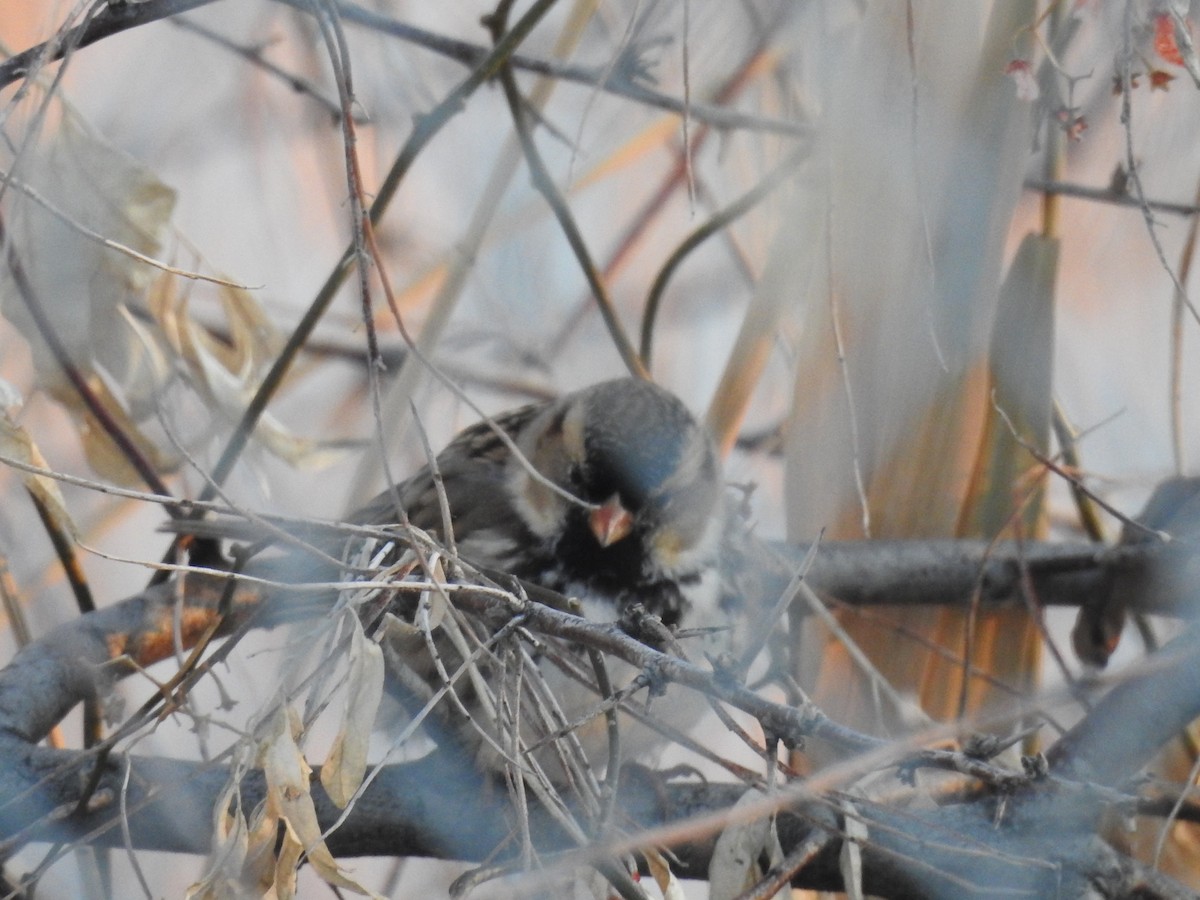 Harris's Sparrow - ML43994451