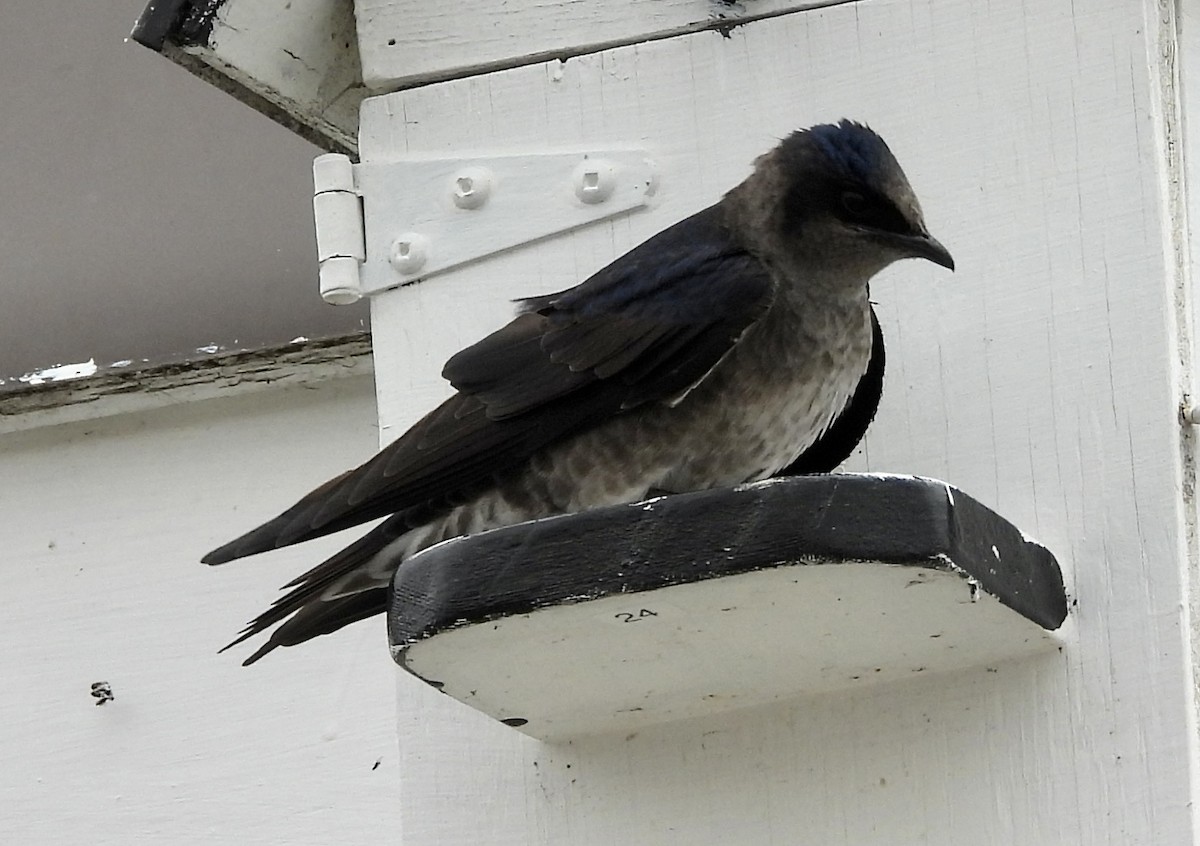 Purple Martin - ML439944761