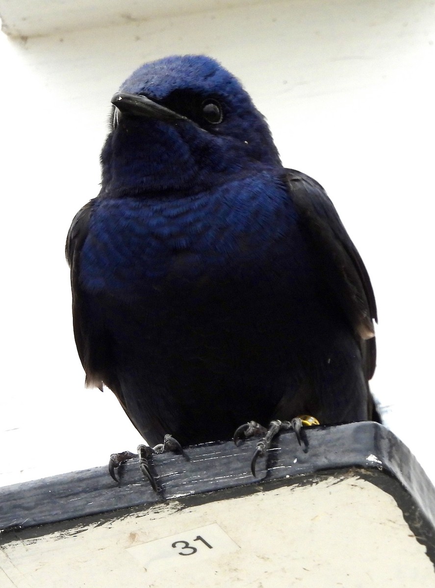 Golondrina Purpúrea - ML439944791