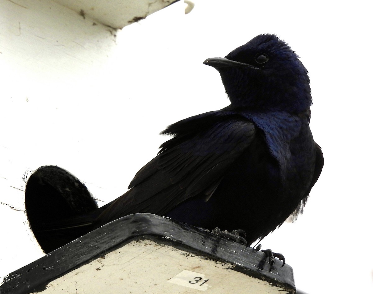 Golondrina Purpúrea - ML439944801