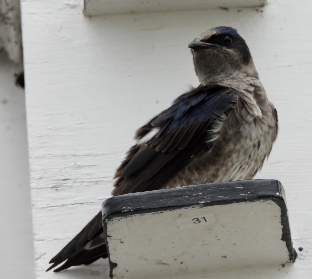 Purple Martin - Pierre Masse