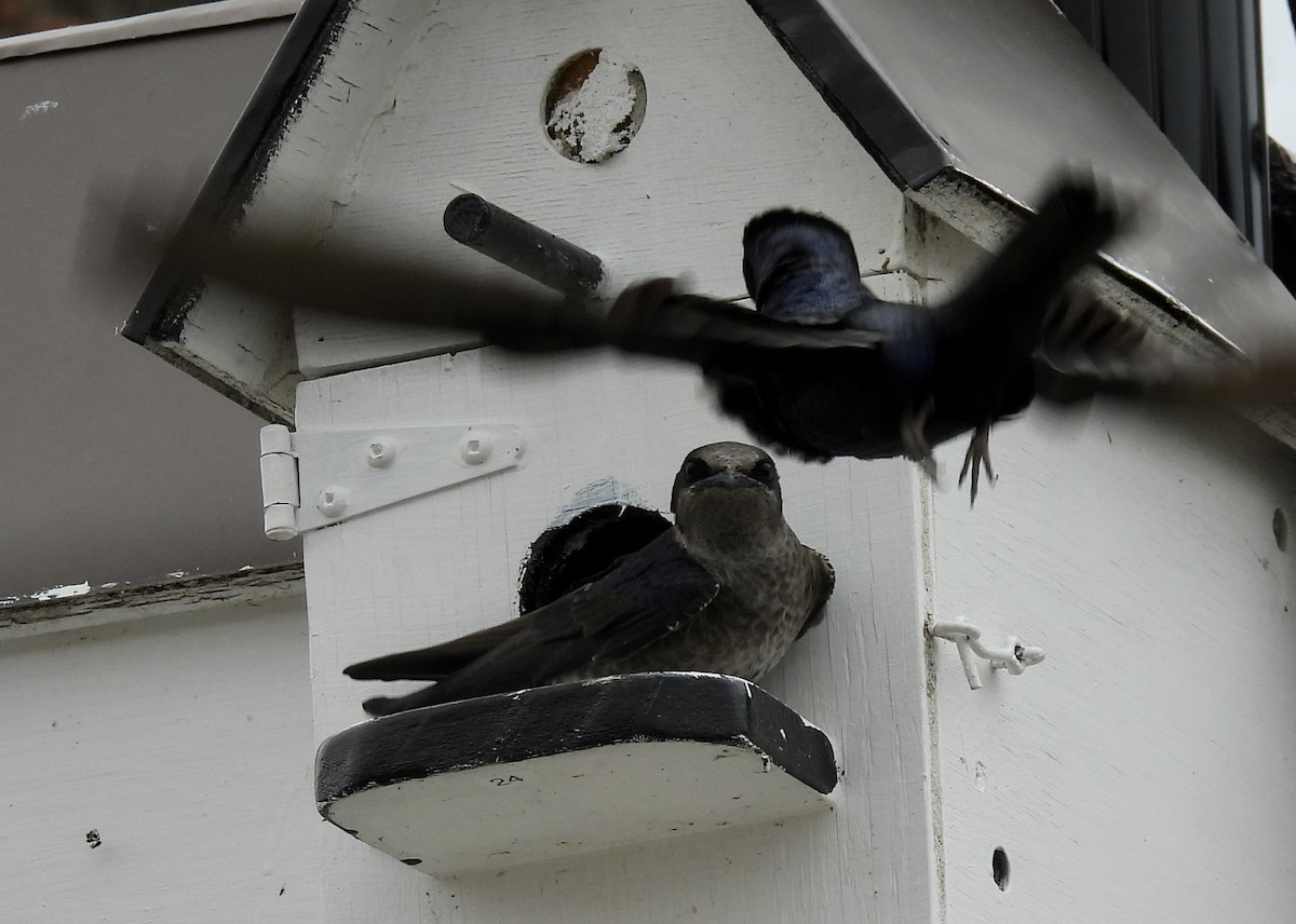 Purple Martin - ML439944861