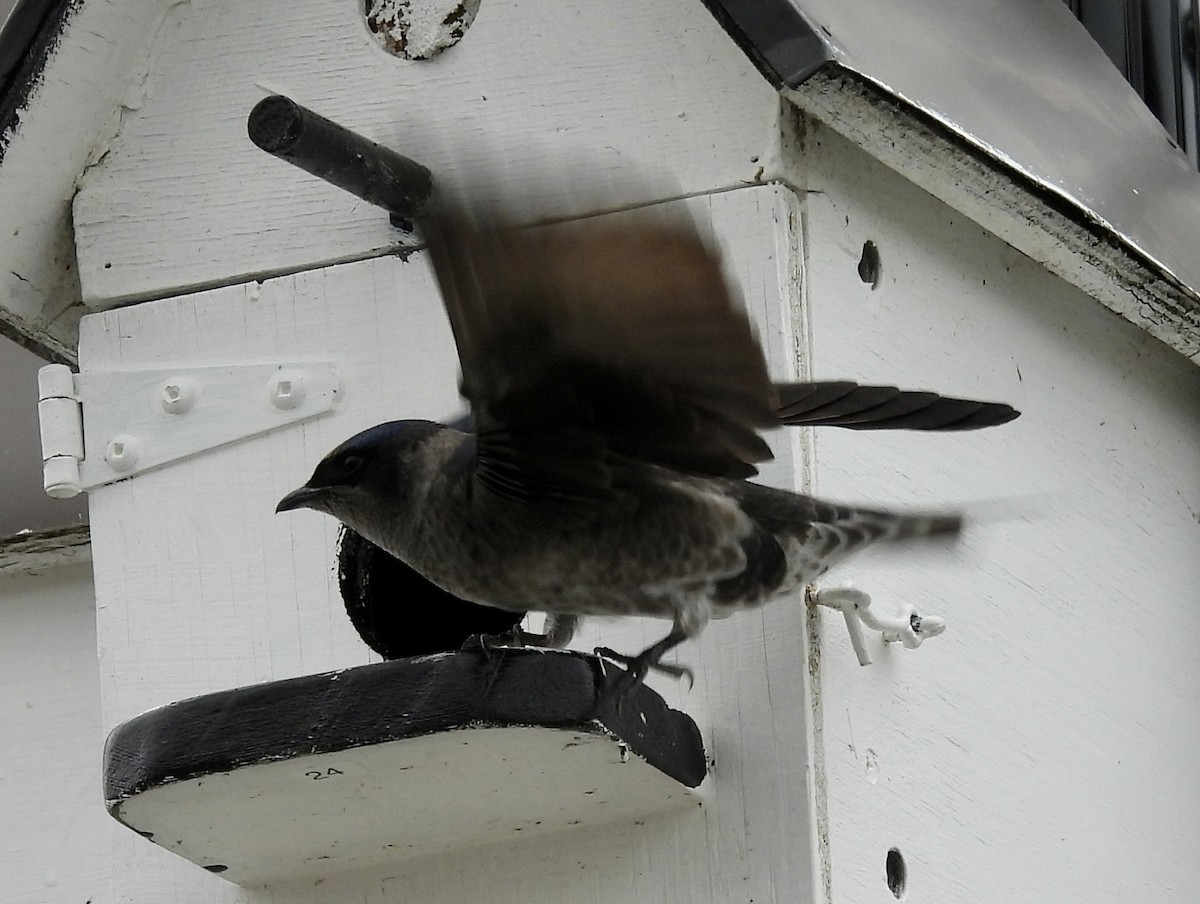 Purple Martin - Pierre Masse