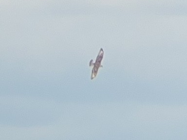 Rough-legged Hawk - ML439945171