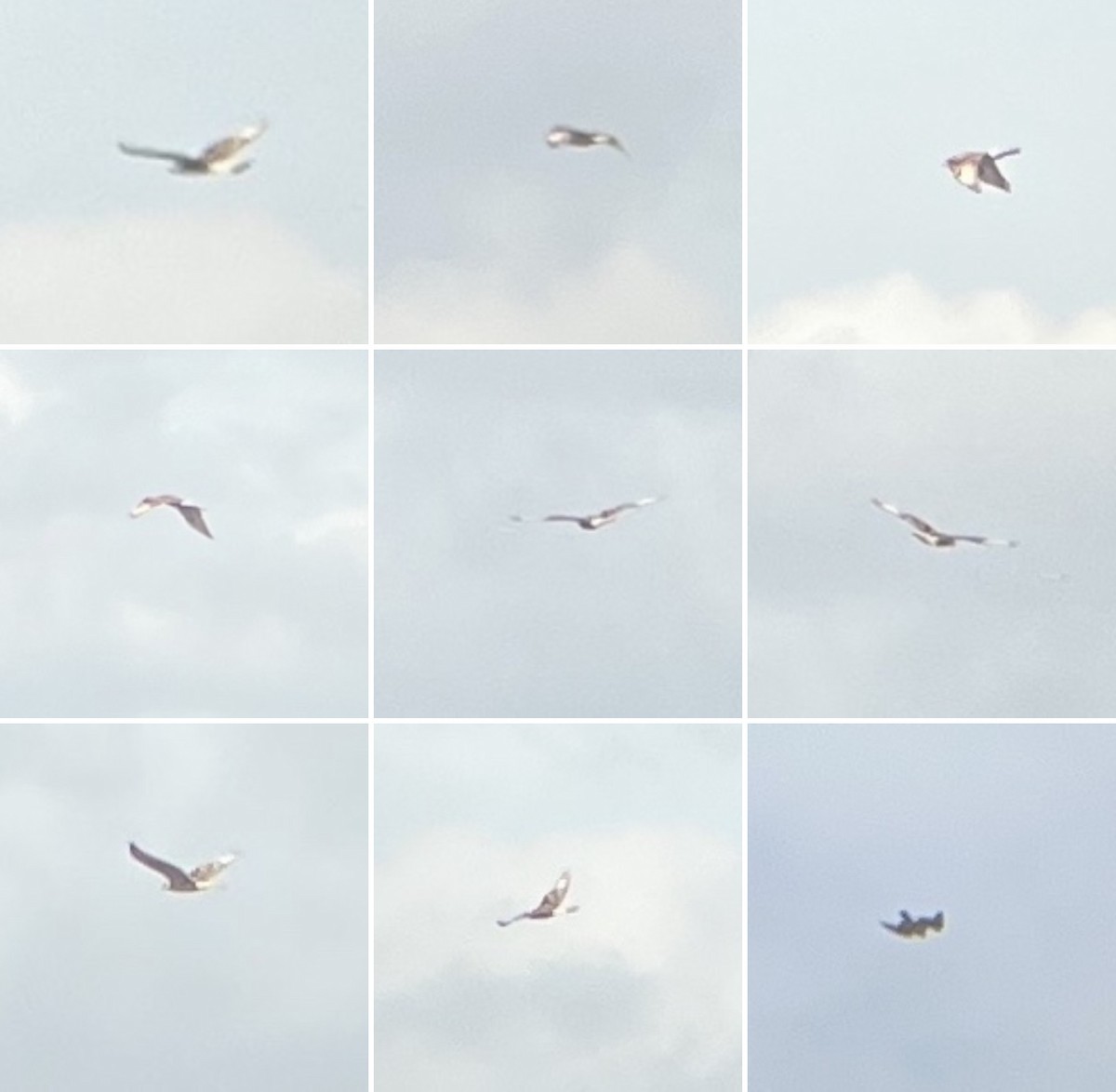Rough-legged Hawk - ML439945181