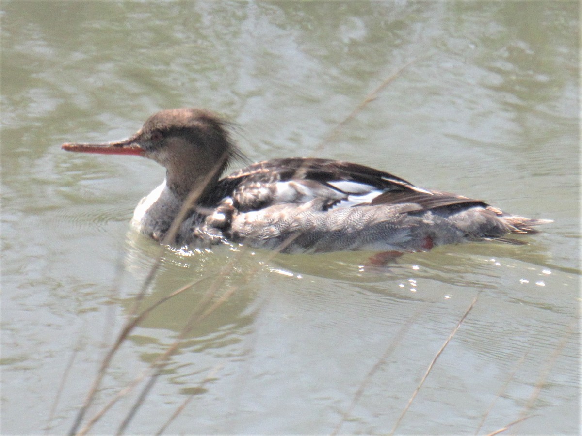 Red-breasted Merganser - ML439945371