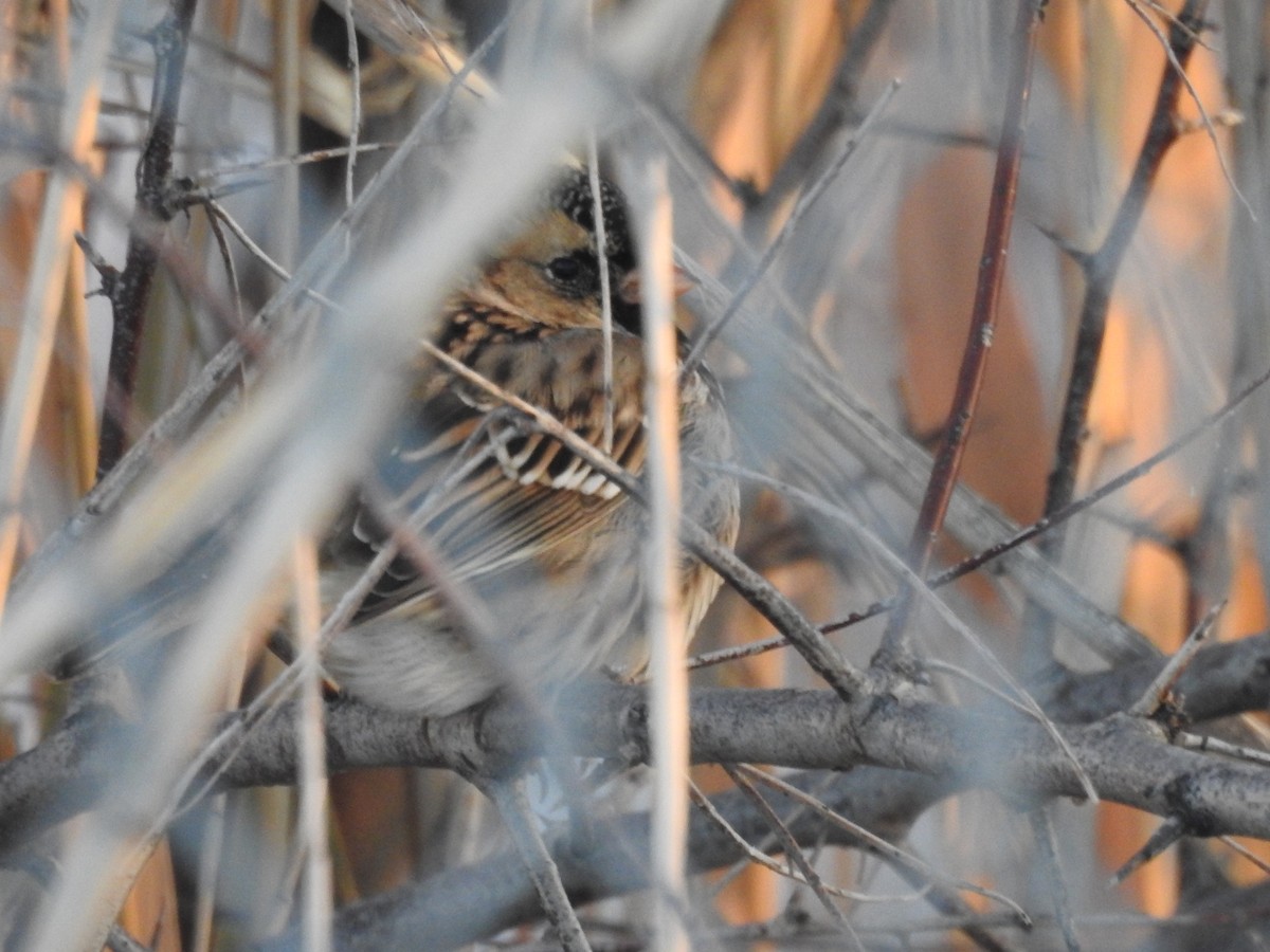 Harris's Sparrow - ML43994631