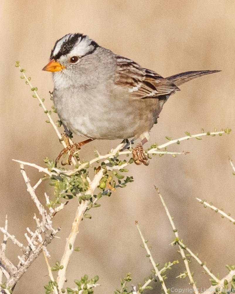 White-crowned Sparrow - ML439947341