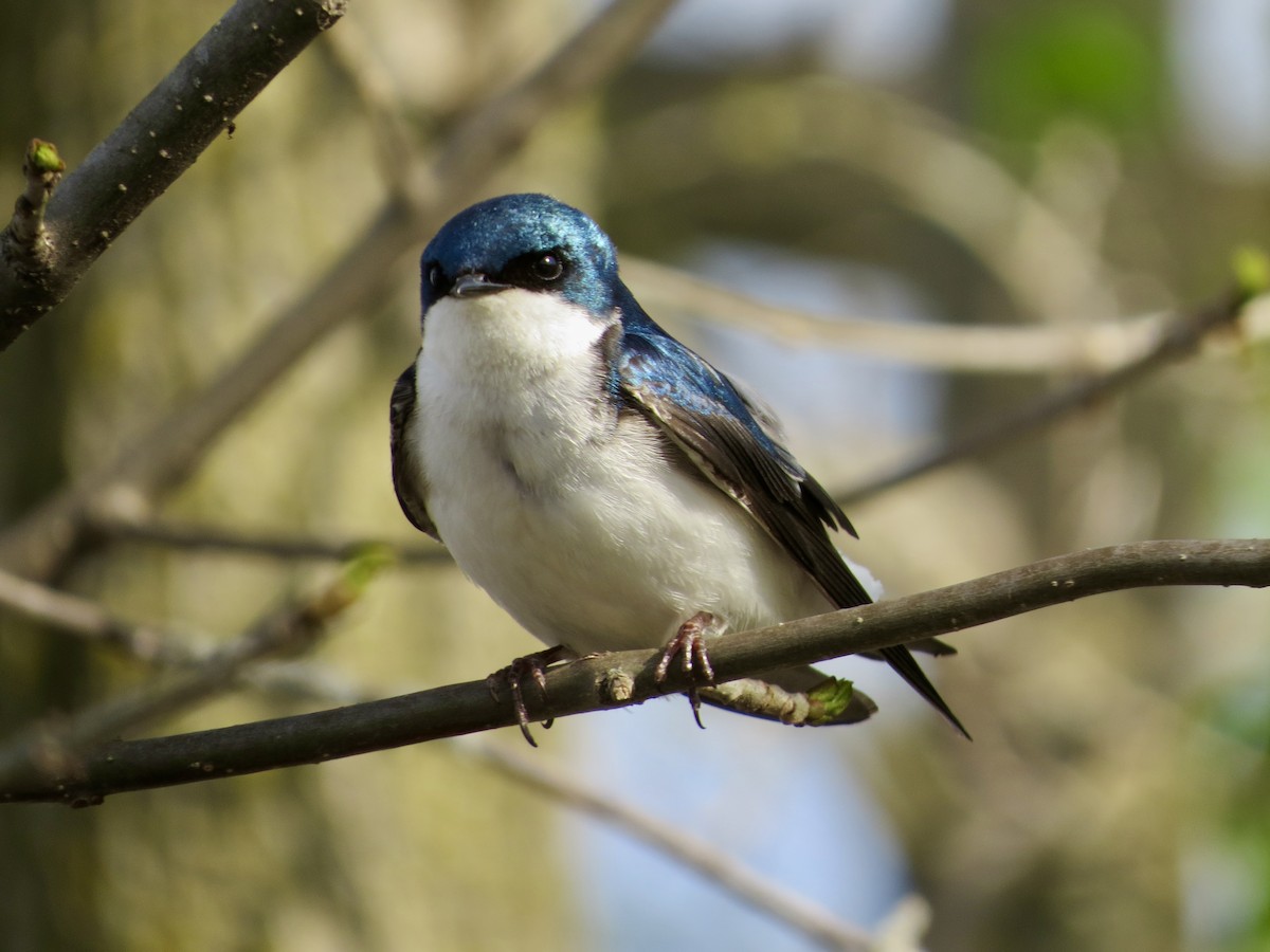 Golondrina Bicolor - ML439948301