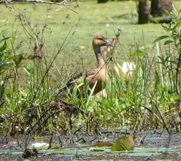 Fulvous Whistling-Duck - ML439948991