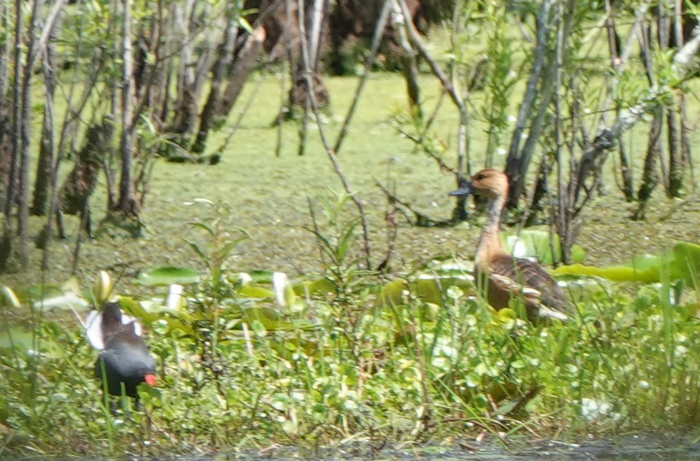 Fulvous Whistling-Duck - ML439949031