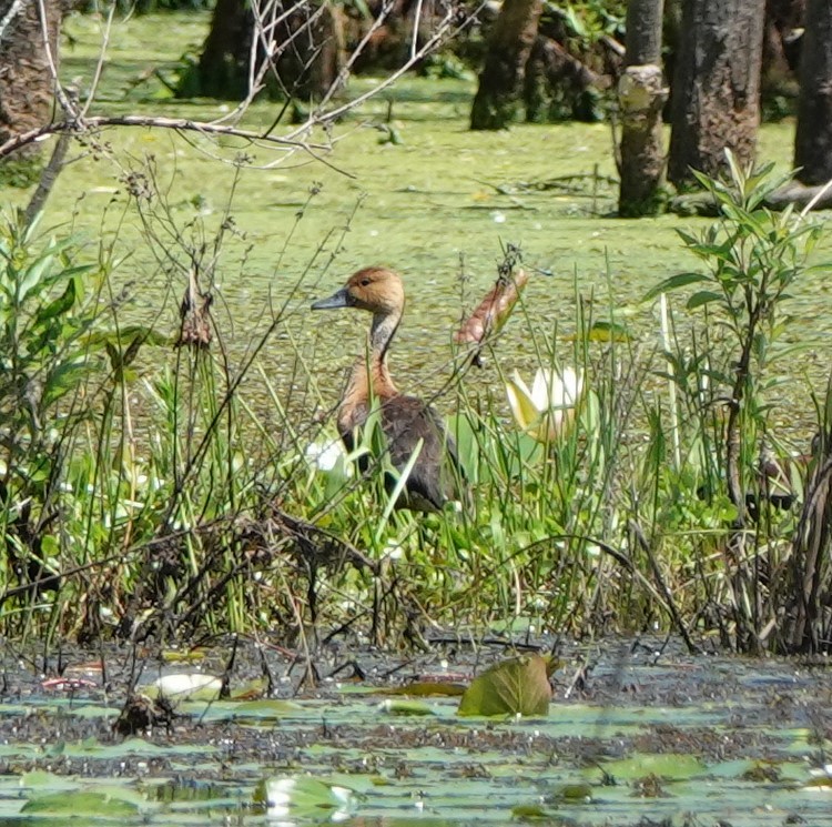 Fulvous Whistling-Duck - ML439949041