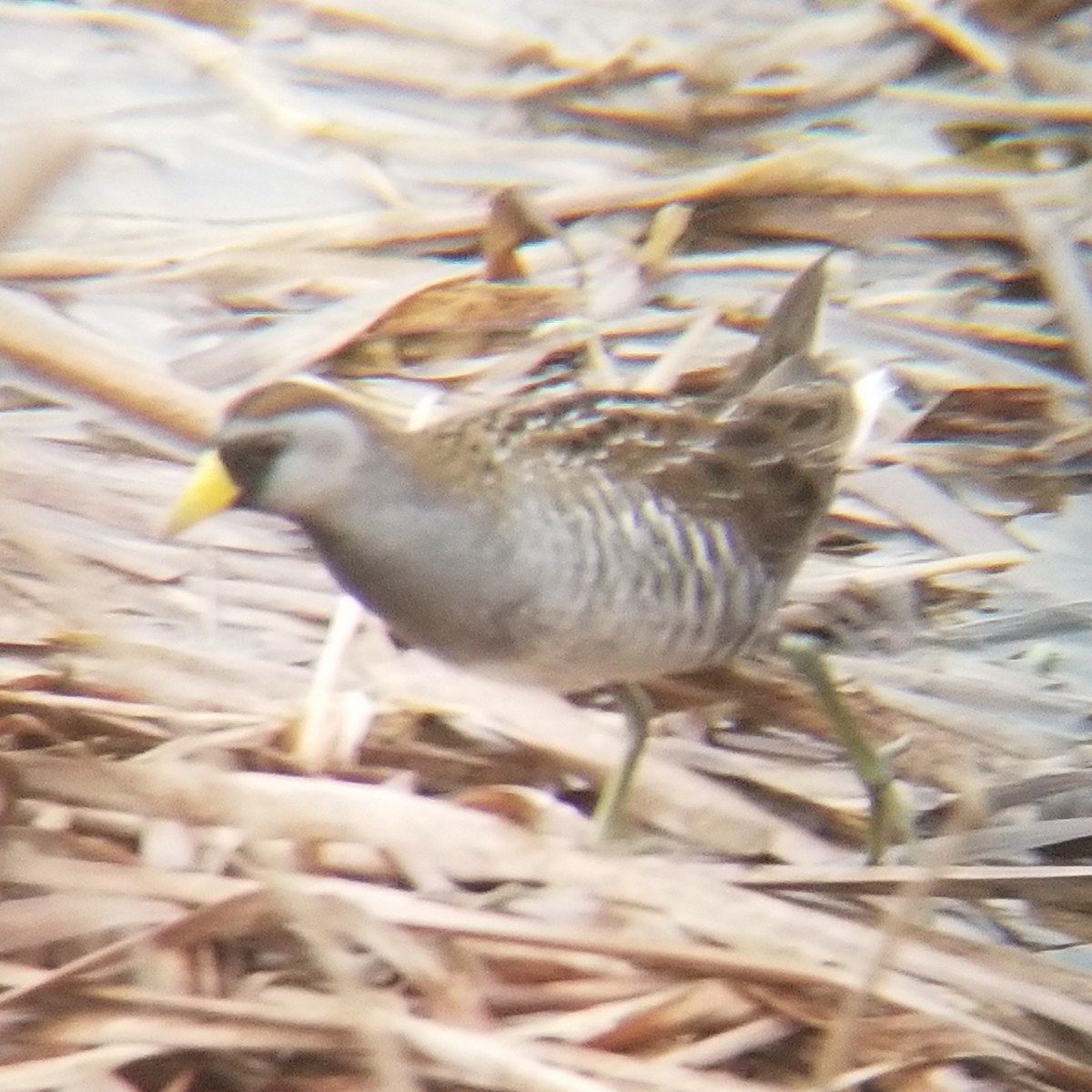 Polluela Sora - ML439950291