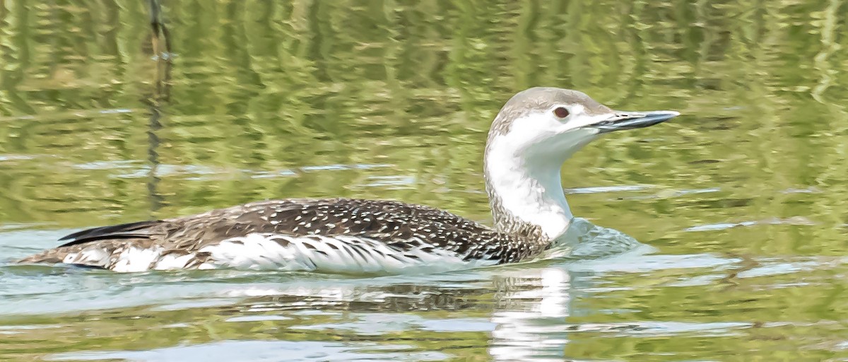 Red-throated Loon - Colleen McCloskey