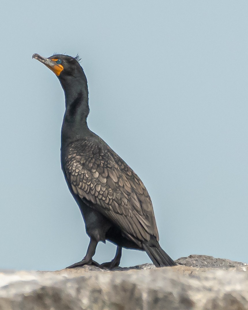 Double-crested Cormorant - Colleen McCloskey
