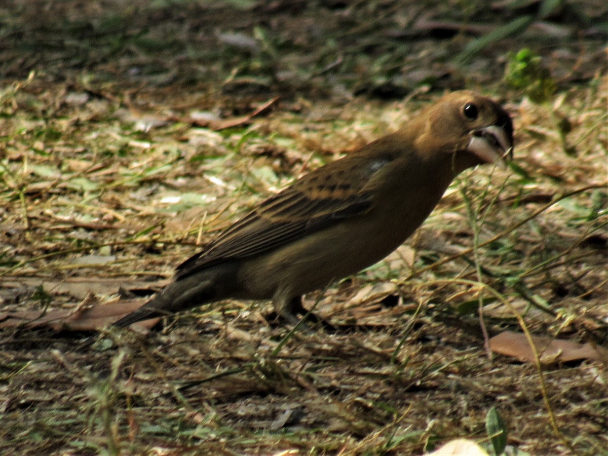 Blue Grosbeak - ML439950741