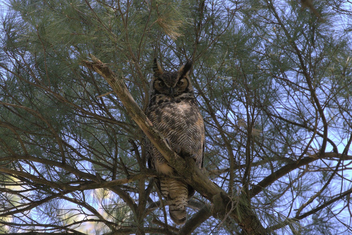 Great Horned Owl - ML439951001