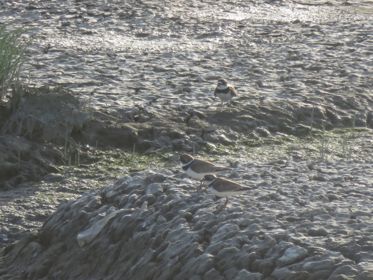 Semipalmated Plover - ML439952231