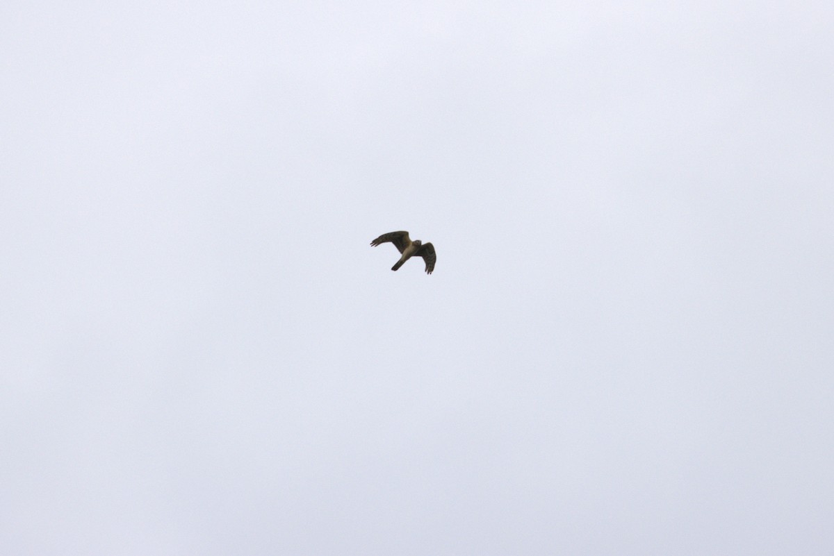 Northern Harrier - ML439952241