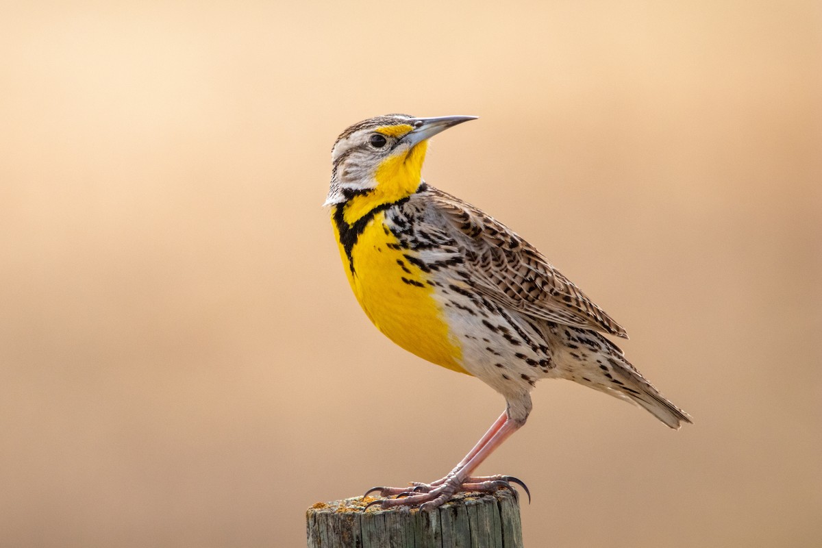 Western Meadowlark - ML439953521