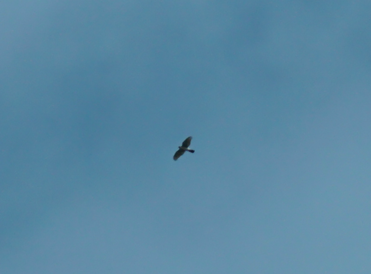 Accipitrine hawk sp. (former Accipiter sp.) - ML439954341