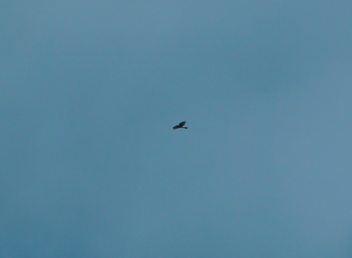 Accipitrine hawk sp. (former Accipiter sp.) - ML439954351