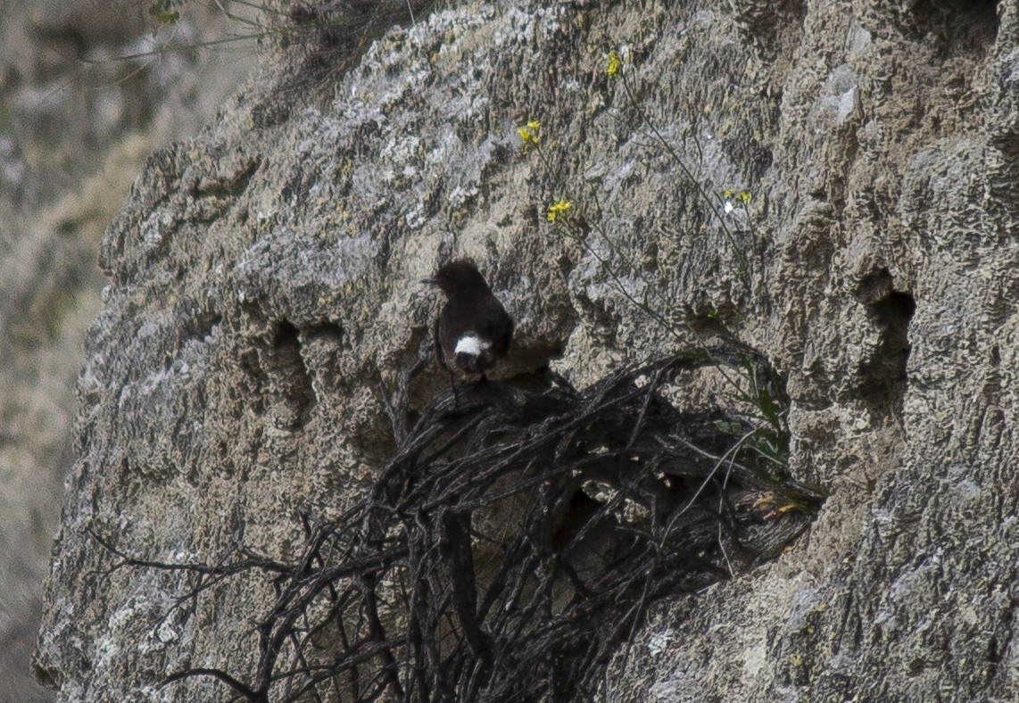 Black Wheatear - Marcelino Navarro Barba