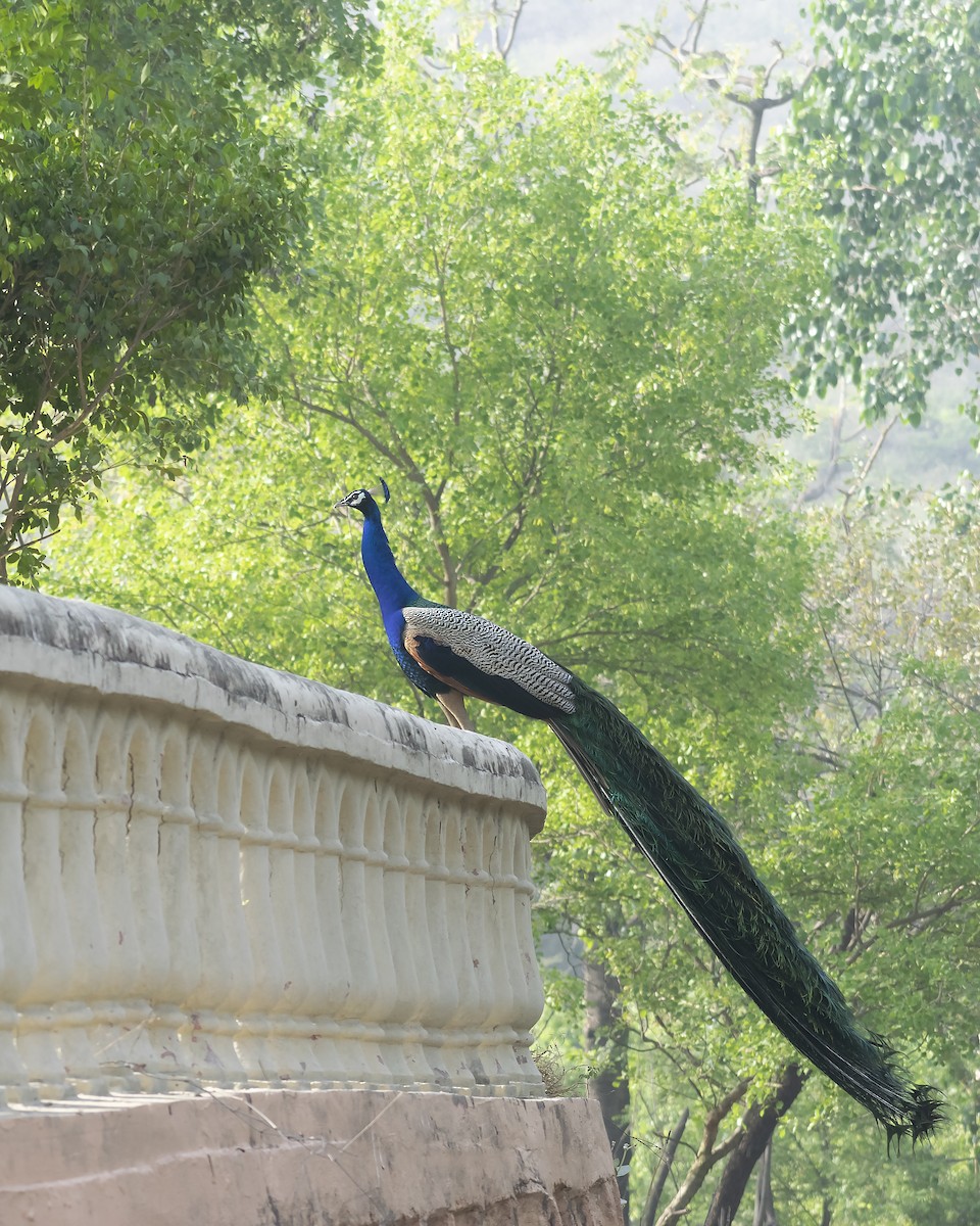 Indian Peafowl - ML439955021