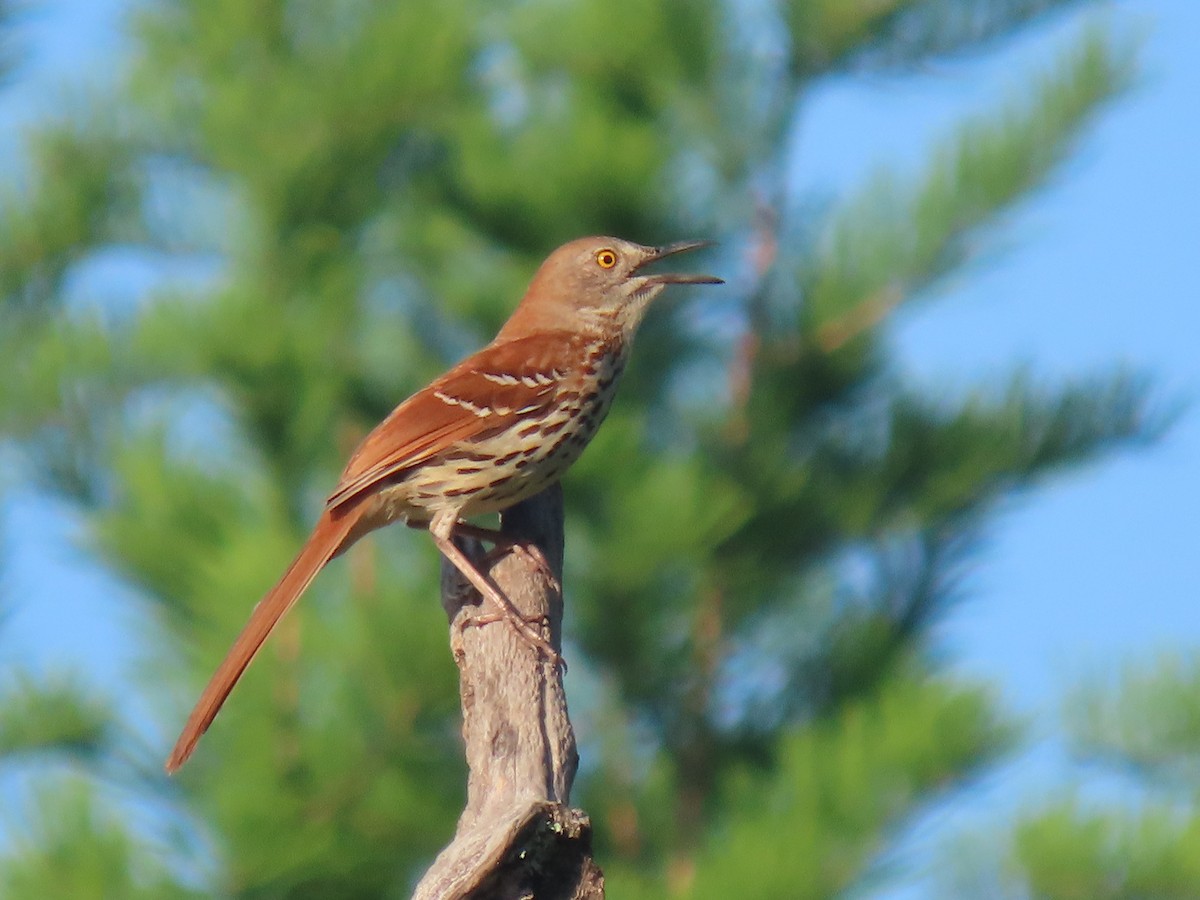 Brown Thrasher - ML439955281