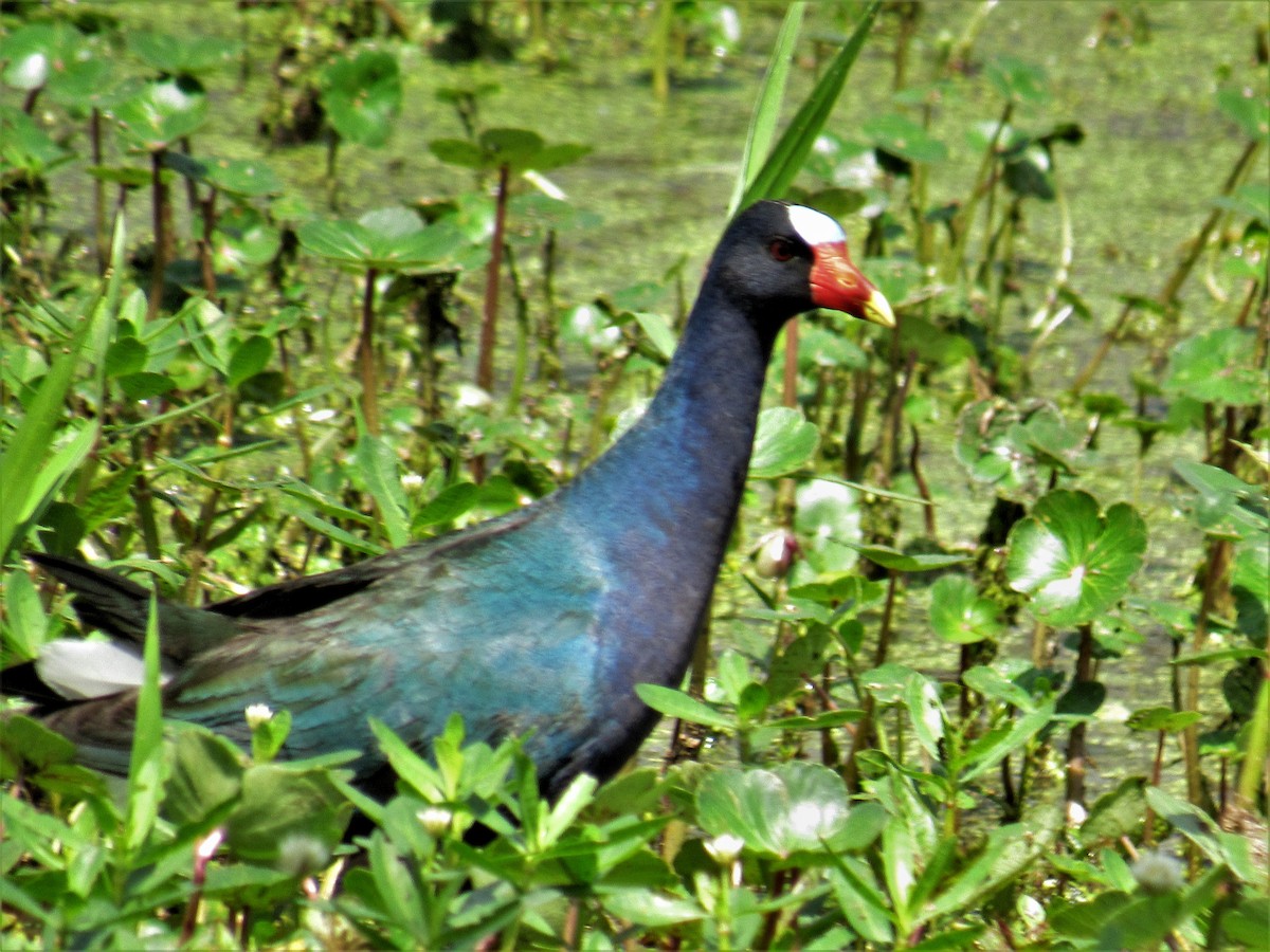 Purple Gallinule - ML439955311