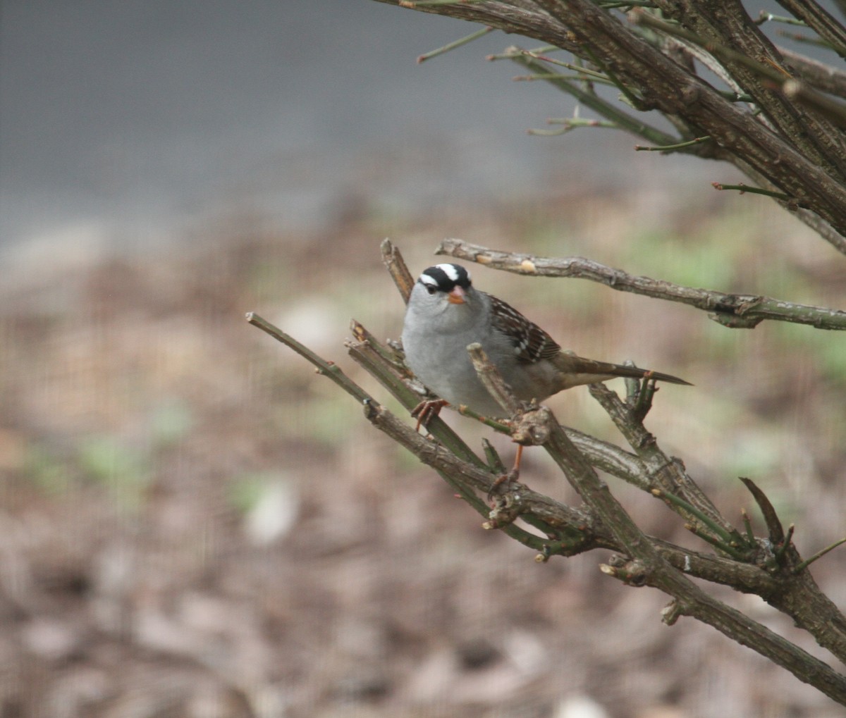 White-crowned Sparrow - Isaac DeBruine