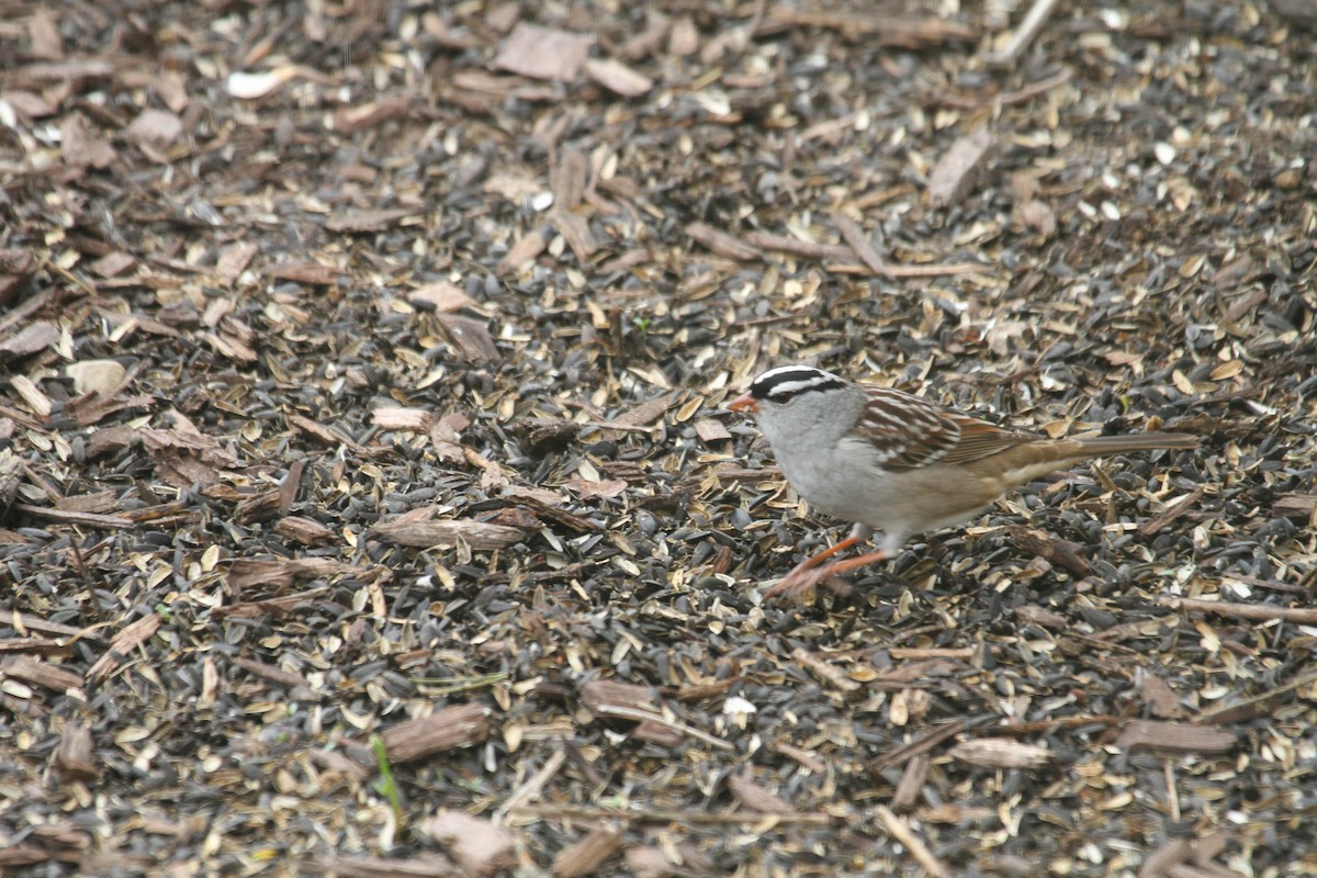 White-crowned Sparrow - Isaac DeBruine