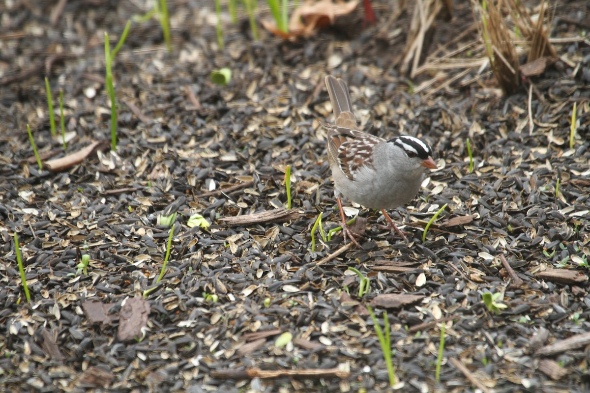 White-crowned Sparrow - ML439956101