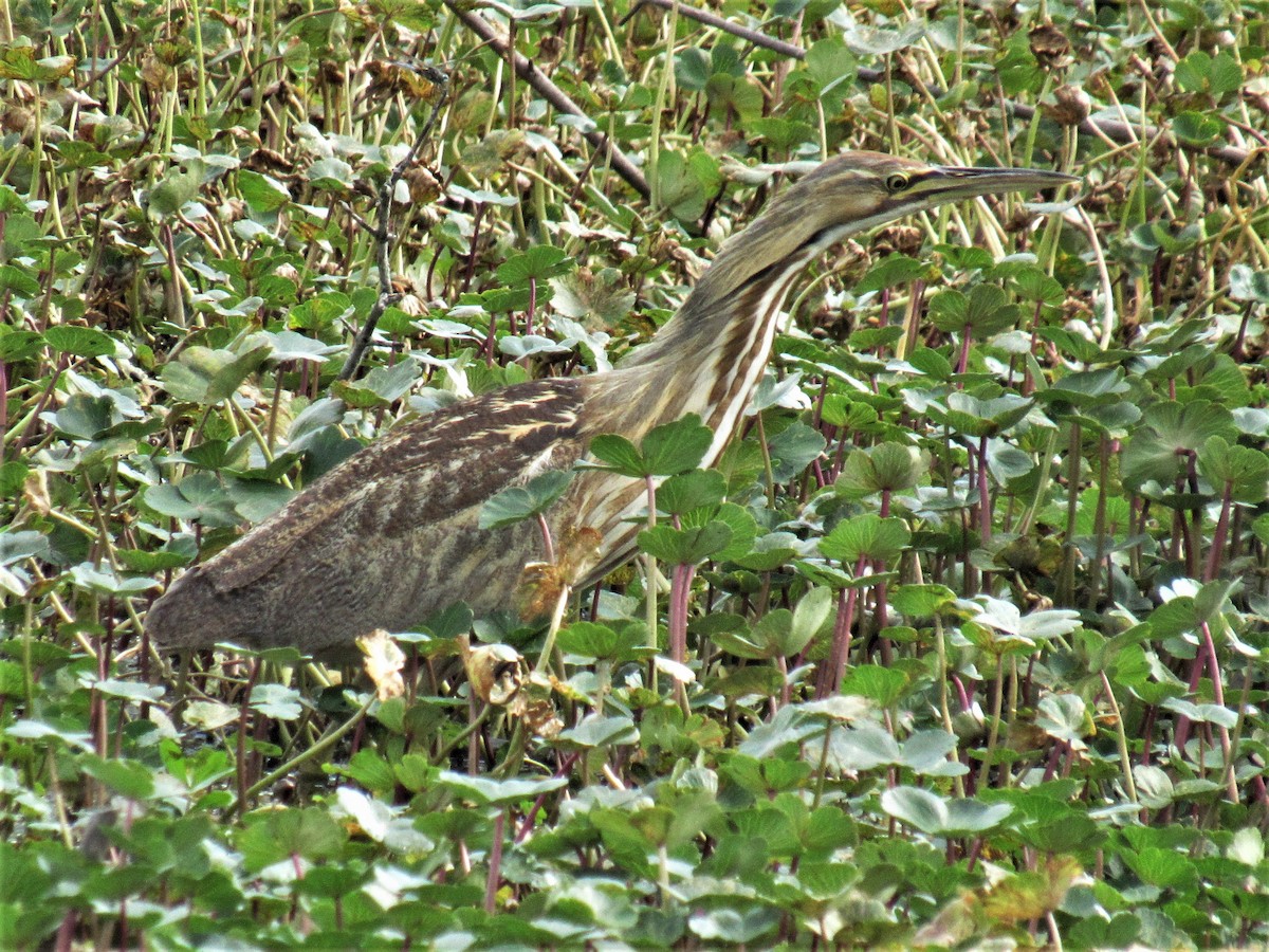 Schwarzbart-Rohrdommel - ML439956321