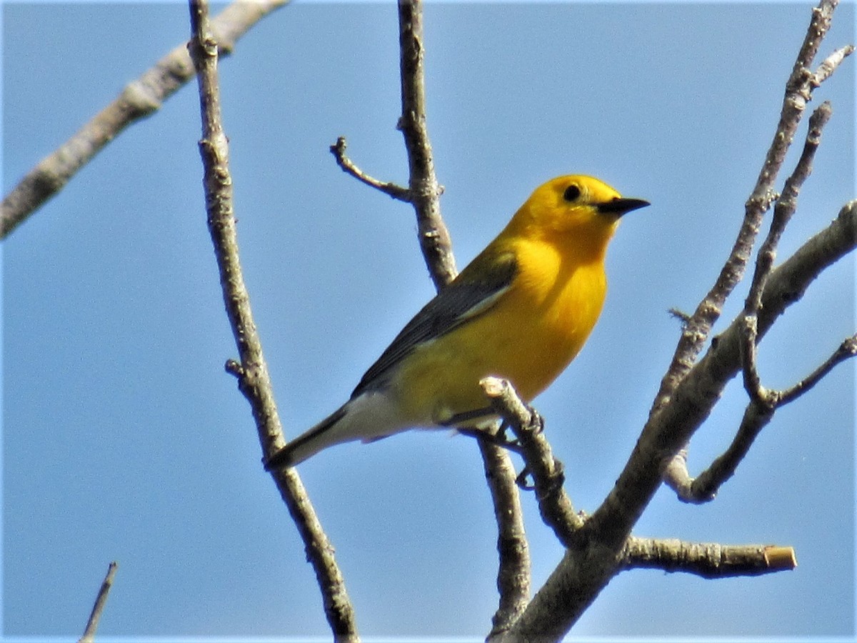 Prothonotary Warbler - ML439956651